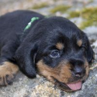Chiots teckel nain poil dur lof
