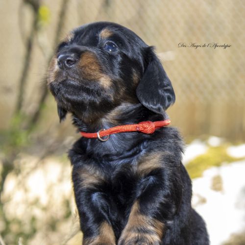 Chiots teckel nain / kaninchen poil long lof #1