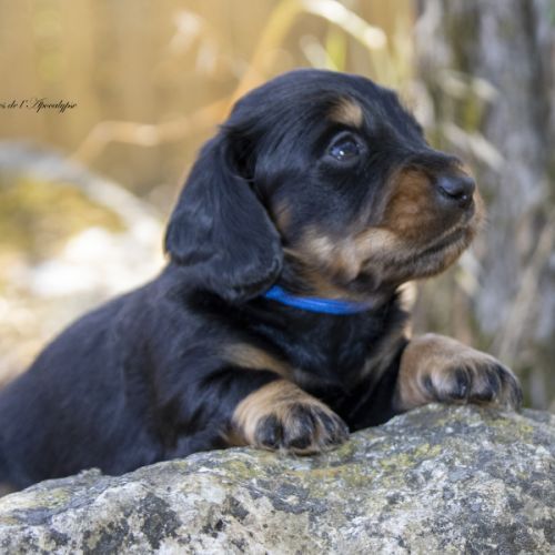 Chiots teckel nain / kaninchen poil long lof #3