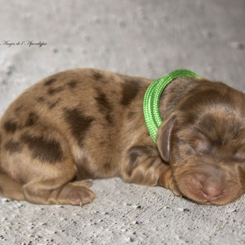 Chiots teckel nain / kaninchen poil long lof #6