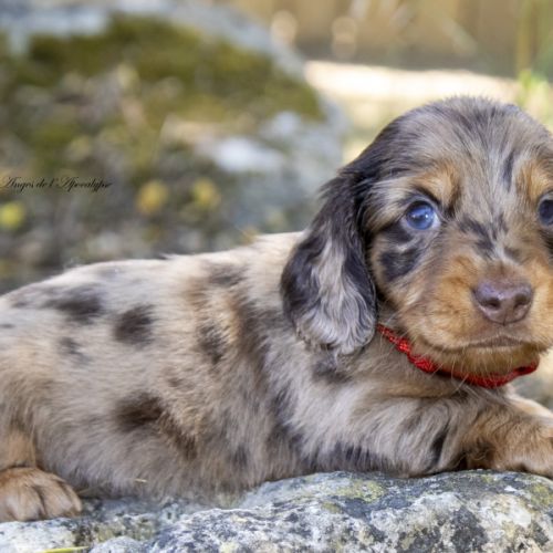 Chiots teckel nain / kaninchen poil long lof #7