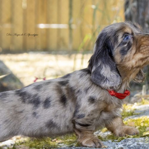 Chiots teckel nain / kaninchen poil long lof #0