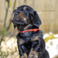 Chiots teckel nain / kaninchen poil long lof #1