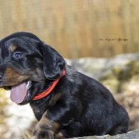 Chiots teckel nain / kaninchen poil long lof #2