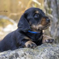 Chiots teckel nain / kaninchen poil long lof #3
