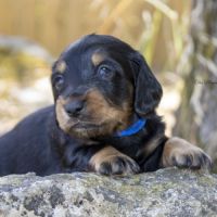 Chiots teckel nain / kaninchen poil long lof #4