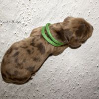 Chiots teckel nain / kaninchen poil long lof #5