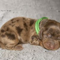 Chiots teckel nain / kaninchen poil long lof #6