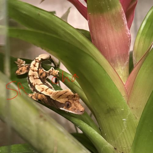Terrarium 45x45x60 + gecko ciliatus