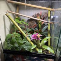 Terrarium 45x45x60 + gecko ciliatus #2