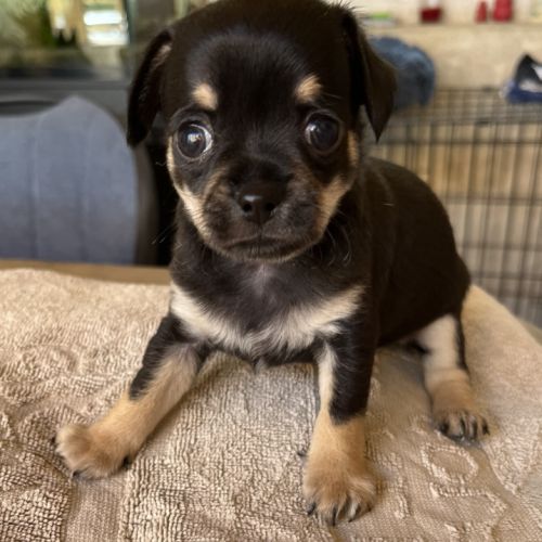 Chiot chihuahua mäle #2
