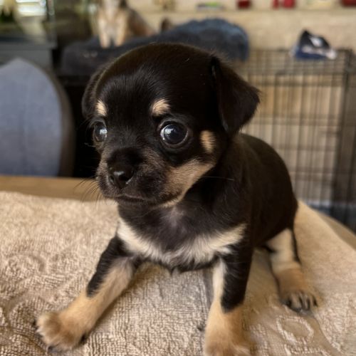 Chiot chihuahua mäle #3