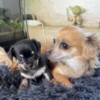 Chiot chihuahua mäle #0