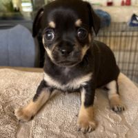 Chiot chihuahua mäle #2