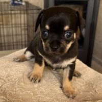 Chiot chihuahua mäle #4
