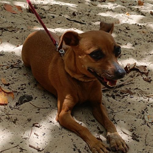 Roxy la coquine #1