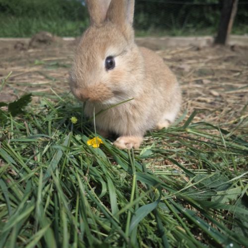 Lapins de 2 mois #1
