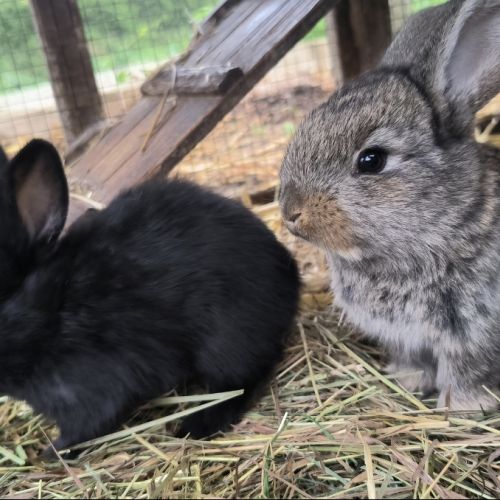 Lapins de 2 mois #0