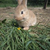 Lapins de 2 mois #1