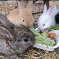 Lapins de 2 mois #2