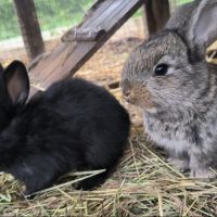 Lapins de 2 mois