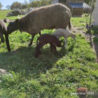 Brebis blanche #3