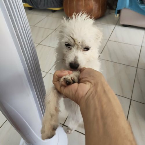 Lili puce, la bouille d'amour #3