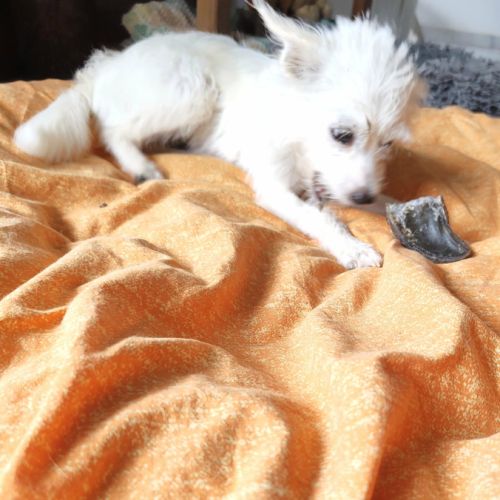 Lili puce, la bouille d'amour #4