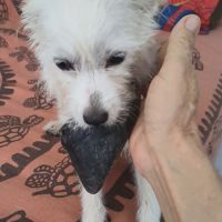 Lili puce, la bouille d'amour #2