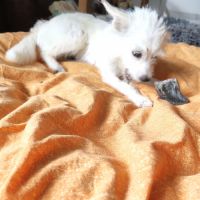 Lili puce, la bouille d'amour #4