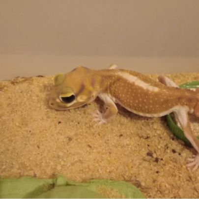 Gecko nephrurus levis pilbarensis hight white #2