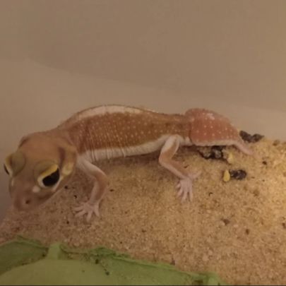 Gecko nephrurus levis pilbarensis hight white #4