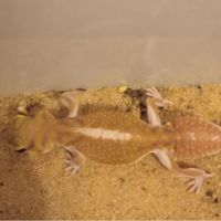 Gecko nephrurus levis pilbarensis hight white #3