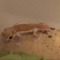 Gecko nephrurus levis pilbarensis hight white #4