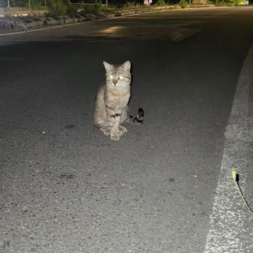 Chat milo à l adoption #0