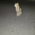 Chat milo à l adoption #3