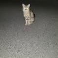 Chat milo à l adoption #2