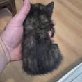 Chat ecaille à la réservation #2