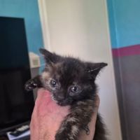 Chat ecaille à la réservation