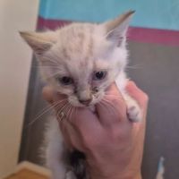 Chat white à la réservation