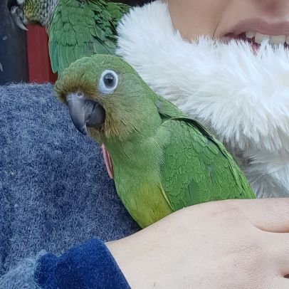 Conure molinae pour eam #4