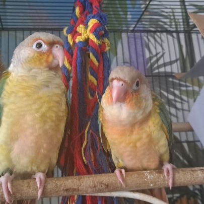 Conure molinae pour eam #7