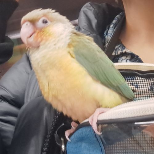 Conure molinae pour eam #8
