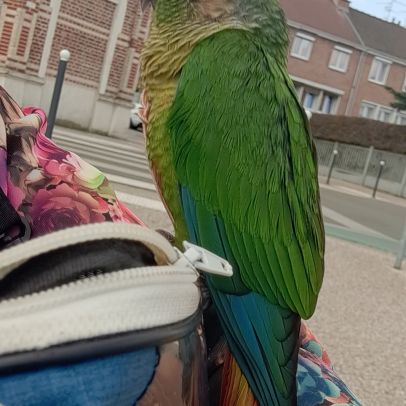 Conure molinae pour eam #10