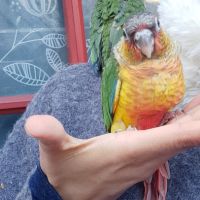 Conure molinae pour eam #3