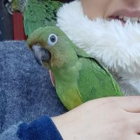 Conure molinae pour eam #4