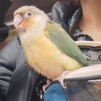 Conure molinae pour eam #8