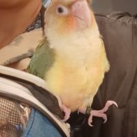 Conure molinae pour eam #9