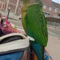 Conure molinae pour eam #10