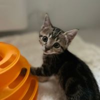 Metis à l'adoption #2